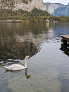 17th Oct 2023 - Swan Lake
