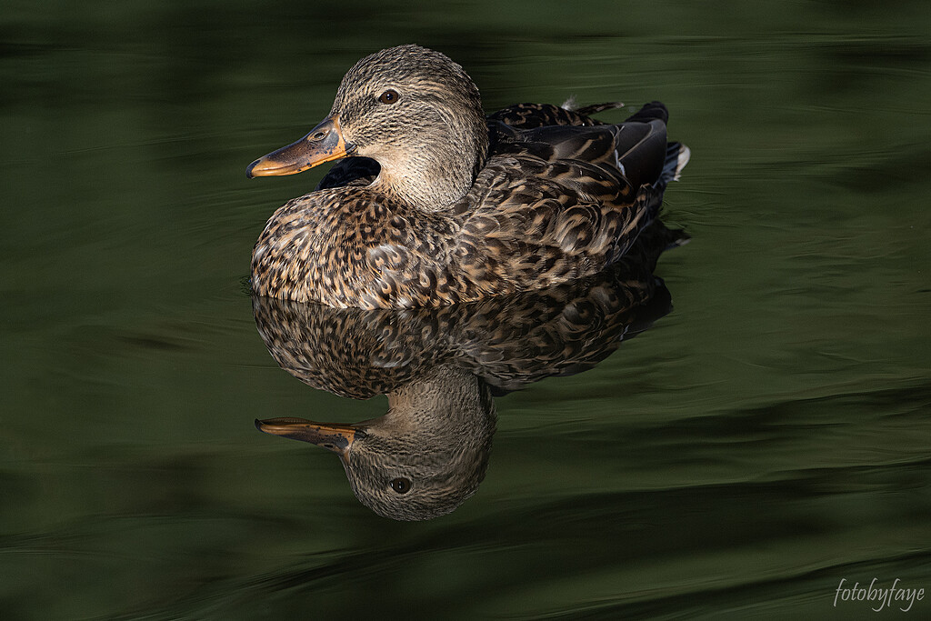 Female Mallard Duck by fayefaye