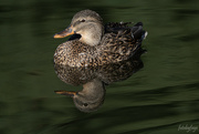 17th Oct 2023 - Female Mallard Duck