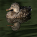 Female Mallard Duck by fayefaye