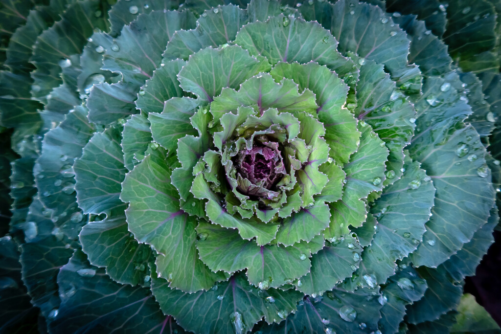 Ornamental Kale by bobbic