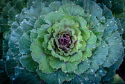 18th Oct 2023 - Ornamental Kale