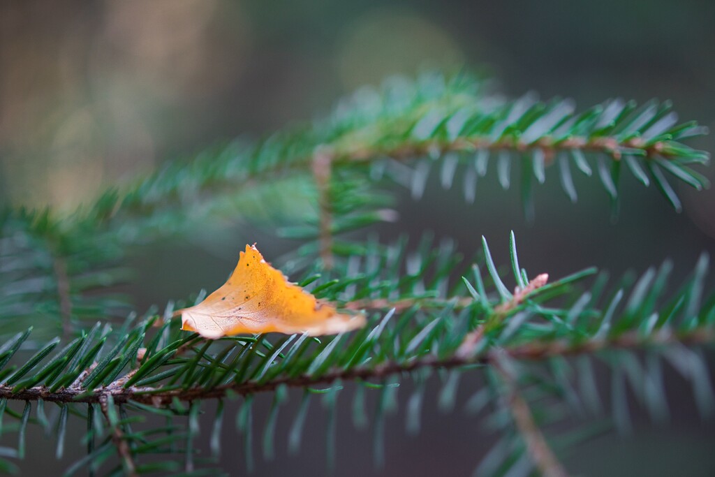 Birch leaf on fir by okvalle