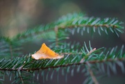 18th Oct 2023 - Birch leaf on fir