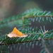 Birch leaf on fir by okvalle