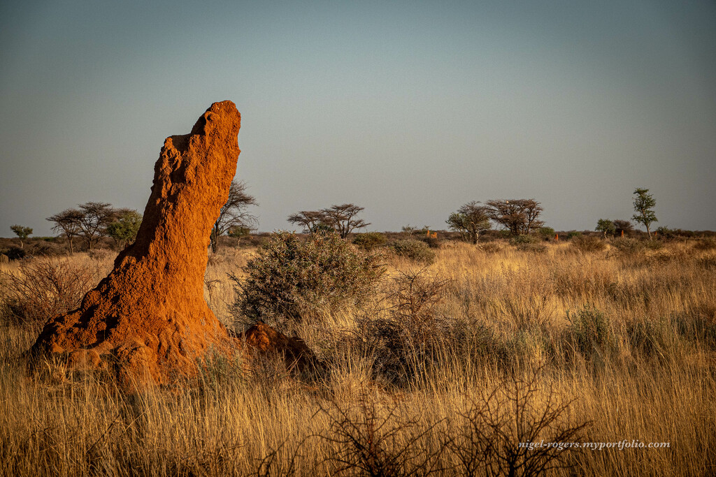 The dawn of the termites by nigelrogers