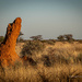 The dawn of the termites by nigelrogers