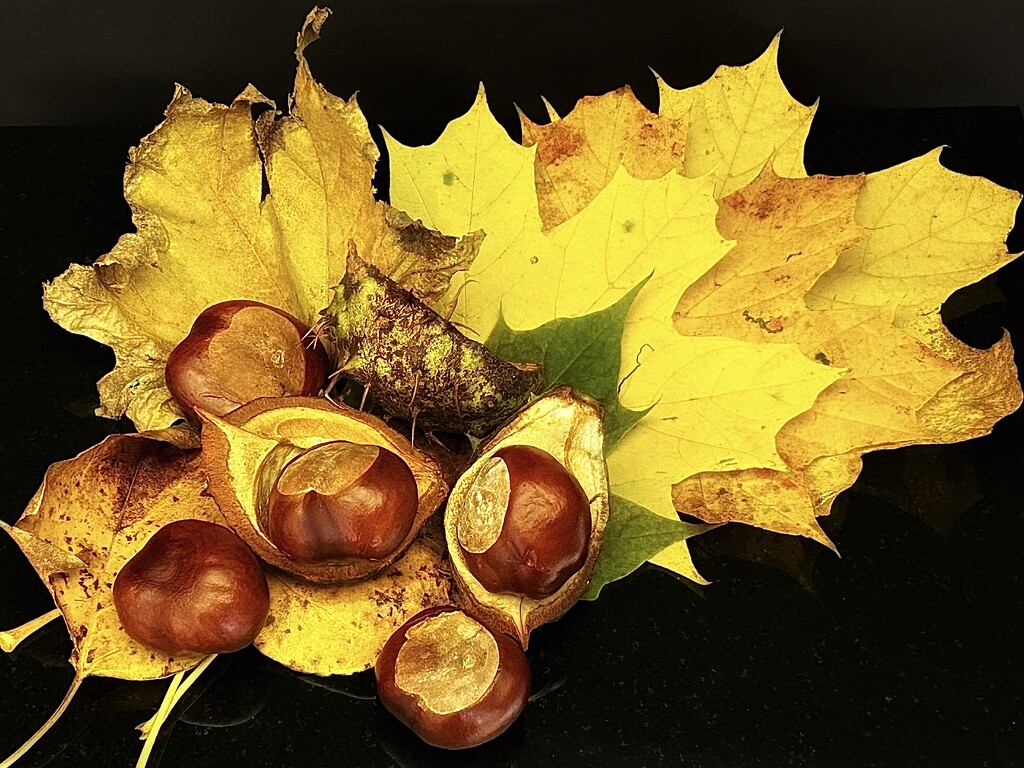 Autumn Mishmash  by carole_sandford