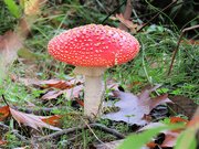 18th Oct 2023 - Toadstool