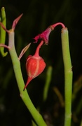 17th Oct 2023 - 10 17 Lady Slipper fruit