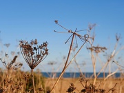 15th Oct 2023 - Gently Swaying in the Breeze