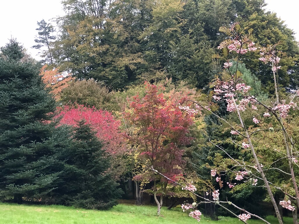 Autumn Colour by susiemc