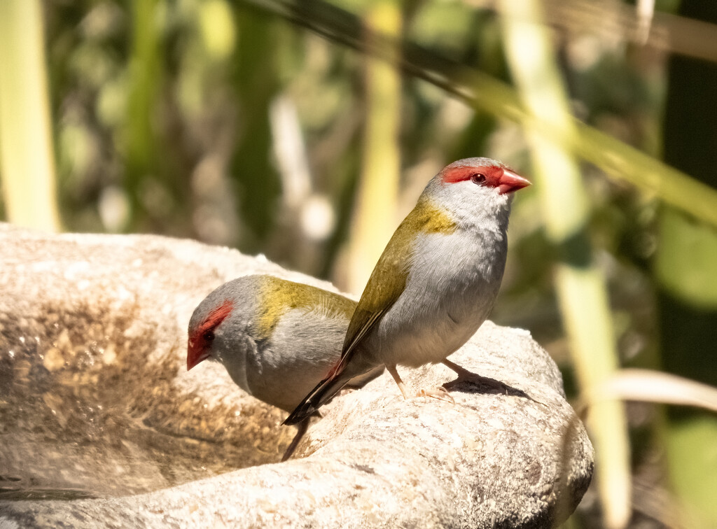 red brow finches by koalagardens