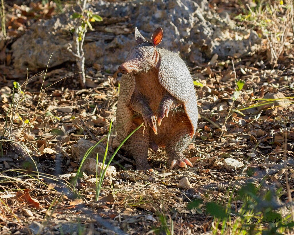 LHG_2728Armadillo at our campsite by rontu