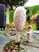 18th Oct 2023 - Patio Mushroom