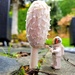 Patio Mushroom by kimmer50