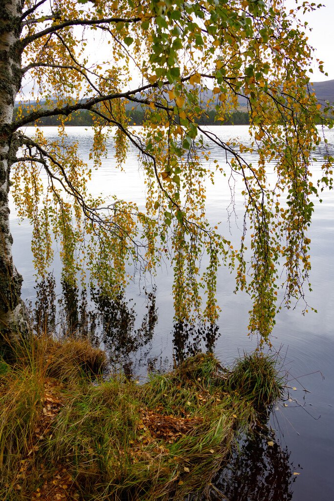 Loch Garten by lifeat60degrees