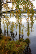 18th Oct 2023 - Loch Garten