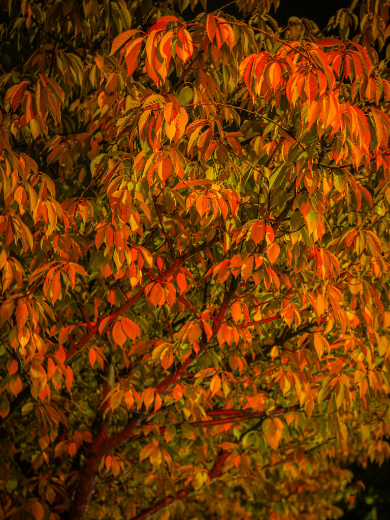 Night colors of autumn by haskar