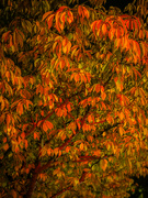 16th Oct 2023 - Night colors of autumn