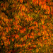 Night colors of autumn by haskar