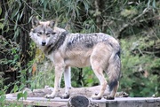 18th Oct 2023 - Growing Wolf Cub