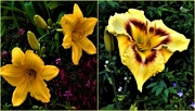 19th Oct 2023 -  Beautiful Day Lilies ~ 
