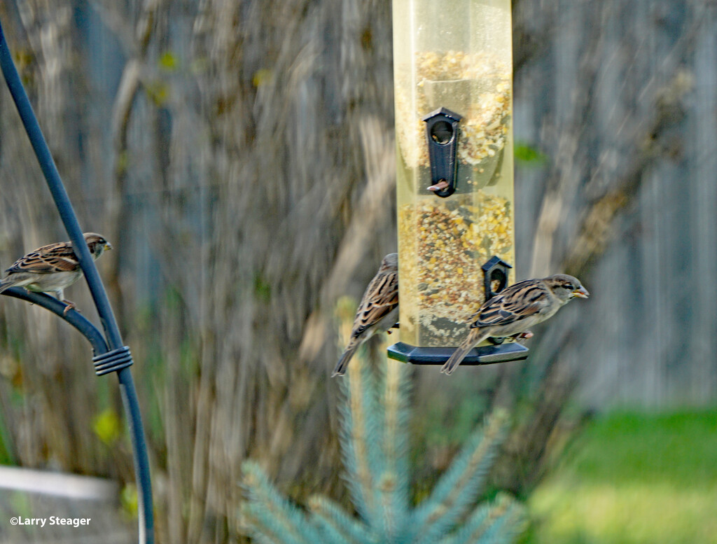 House Sparrow by larrysphotos