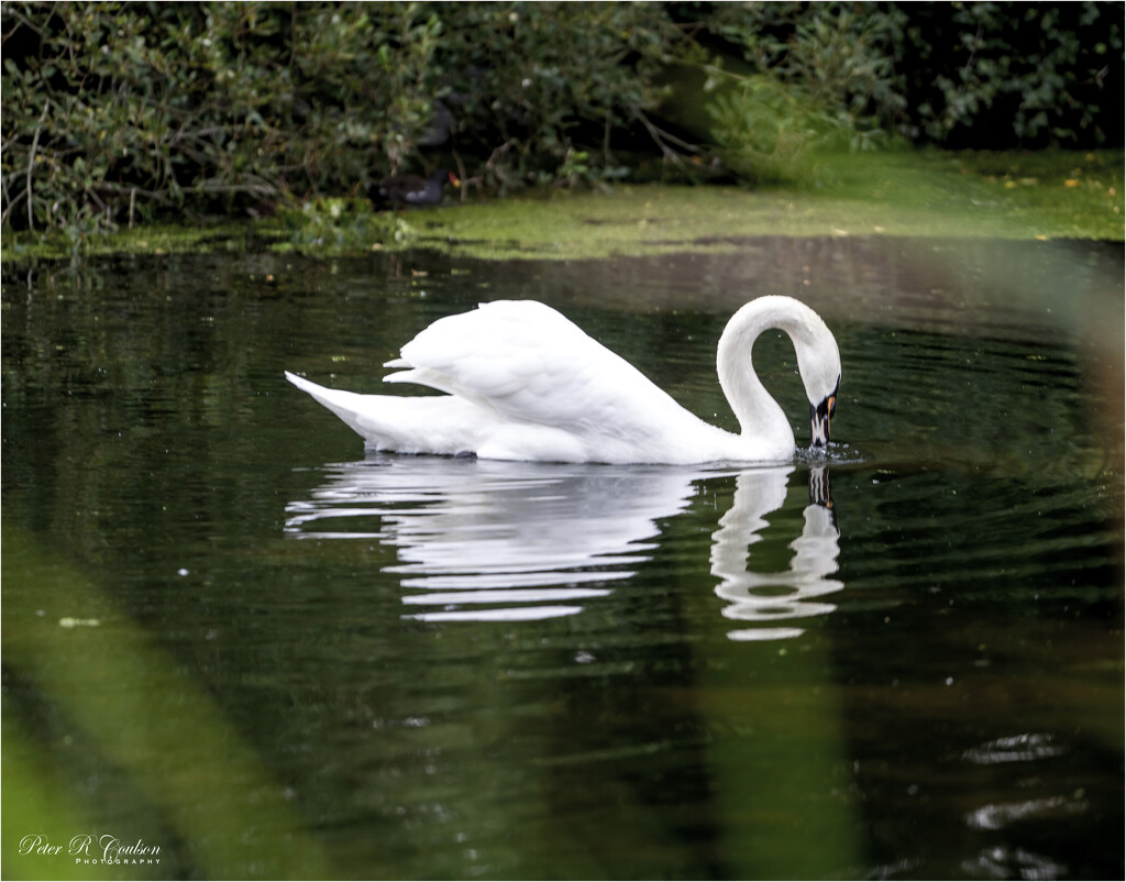 Swan Reflection by pcoulson