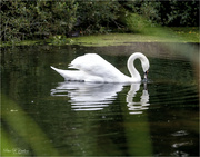 17th Oct 2023 - Swan Reflection