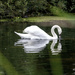 Swan Reflection by pcoulson