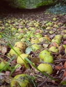 18th Oct 2023 - More crab apples