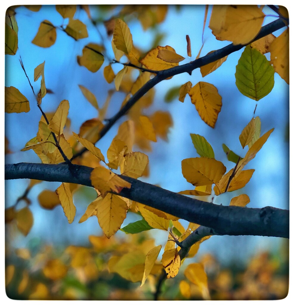Leaves Blowing fro the Birch by eahopp