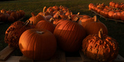 18th Oct 2023 - Pumpkins for sale