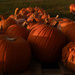 Pumpkins for sale by randystreat