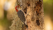 18th Oct 2023 - Red Bellied Woodpecker!