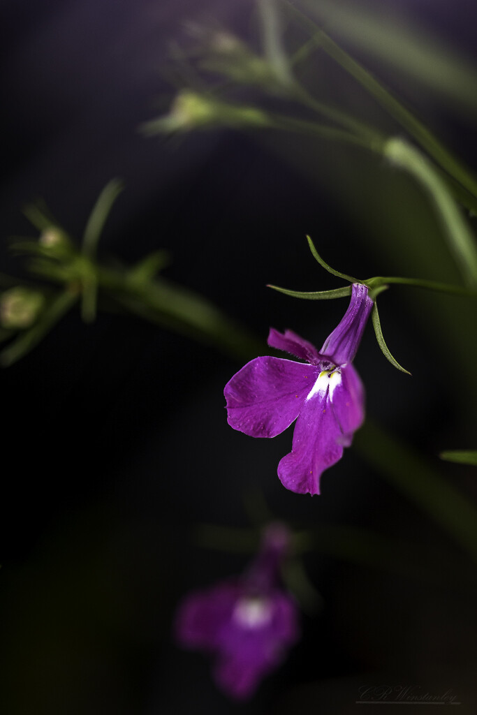 Pink (Lobelia) by kipper1951