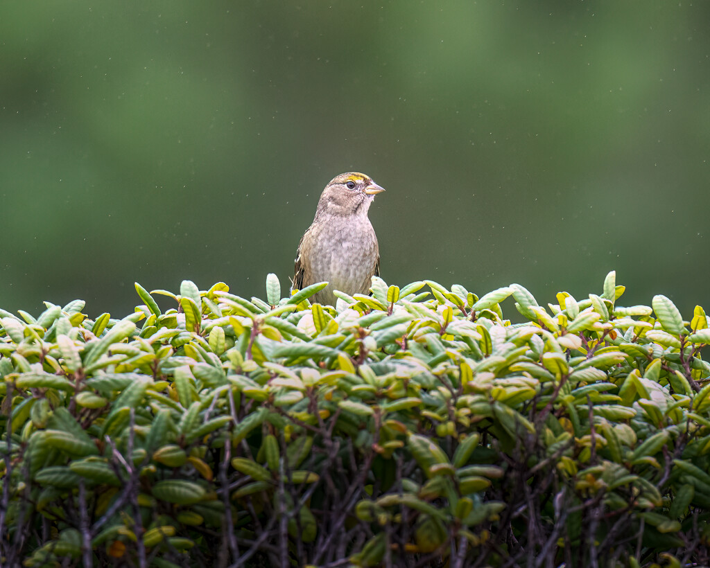 Golden-crowned Sparrow by nicoleweg