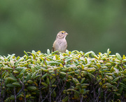 18th Oct 2023 - Golden-crowned Sparrow