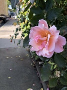 18th Oct 2023 - Walkway rose