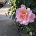 Walkway rose