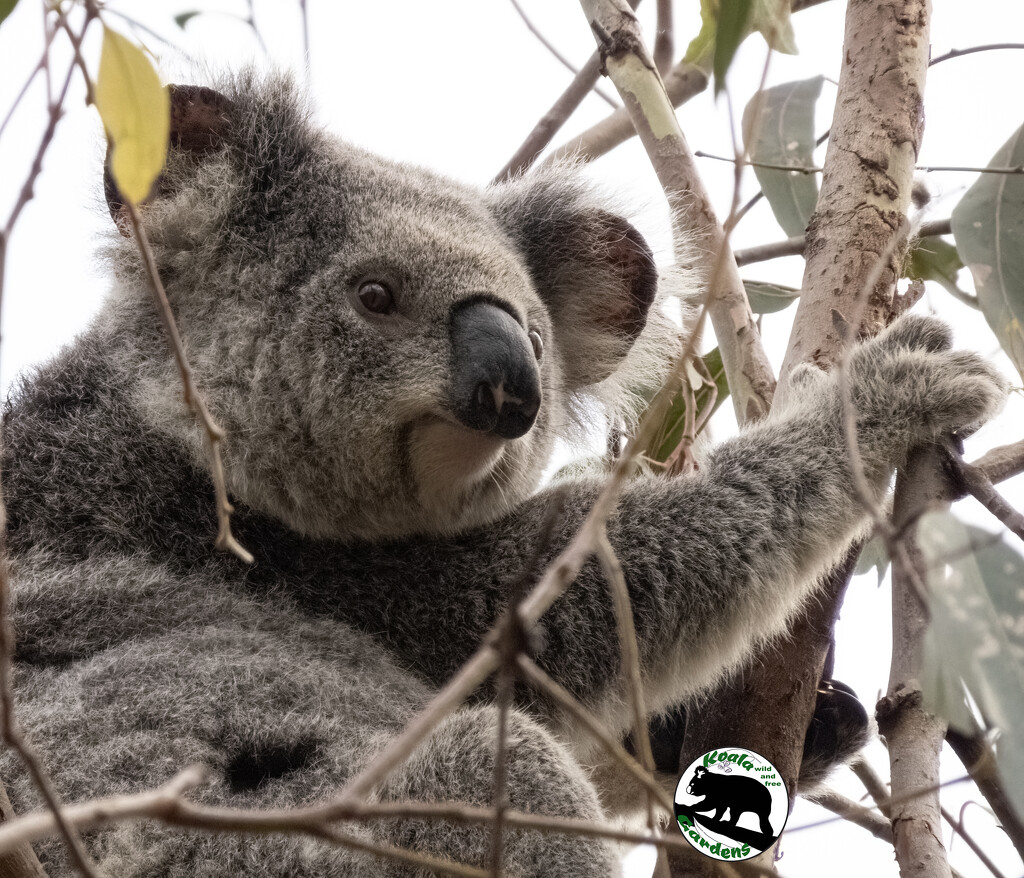 Grace update by koalagardens