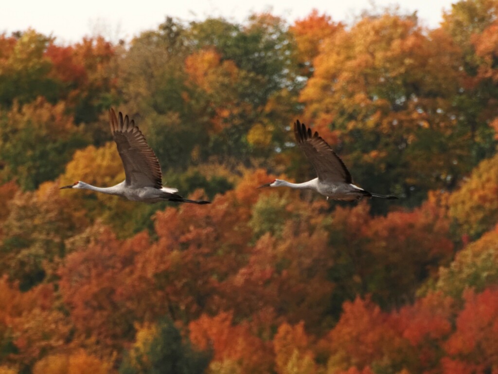 Fly by edorreandresen