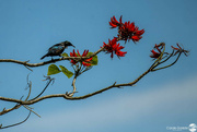 19th Oct 2023 - Tui feeding in a flame tree