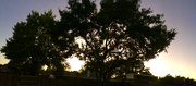 13th Oct 2023 - Evening Oak Panorama 