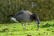 18th Oct 2023 - Canadian Goose