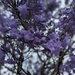 Purple Jacaranda  by elf
