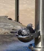 11th Sep 2023 - Opportunistic pigeon...