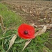 Poppy surprise  by 365projectorgjoworboys