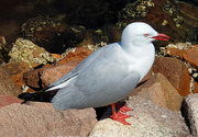 19th Oct 2023 - Silver Gull